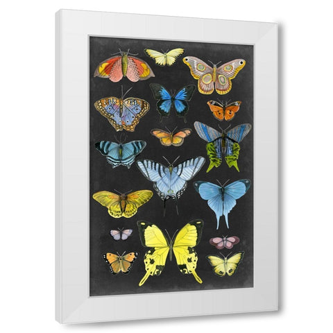 Graphic Butterfly Taxonomy II White Modern Wood Framed Art Print by McCavitt, Naomi