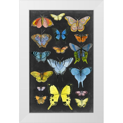 Graphic Butterfly Taxonomy II White Modern Wood Framed Art Print by McCavitt, Naomi