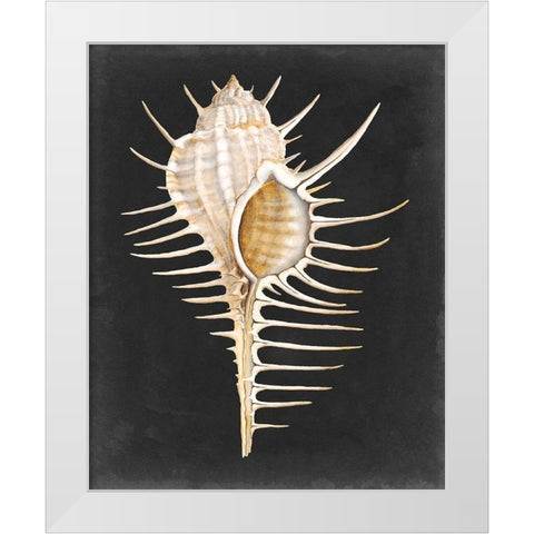 Graphic Spiny Murex White Modern Wood Framed Art Print by Willett, Michael