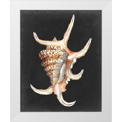 Graphic Spider Conch White Modern Wood Framed Art Print by Willett, Michael