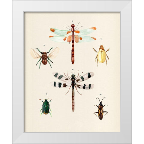 Insect Varieties II White Modern Wood Framed Art Print by Warren, Annie