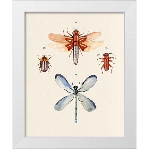 Insect Varieties IV White Modern Wood Framed Art Print by Warren, Annie