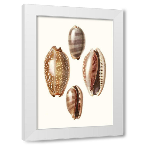 Lamarck Shells II White Modern Wood Framed Art Print by Lamarck