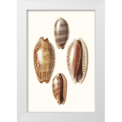Lamarck Shells II White Modern Wood Framed Art Print by Lamarck