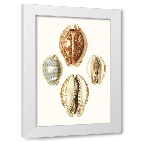 Lamarck Shells III White Modern Wood Framed Art Print by Lamarck