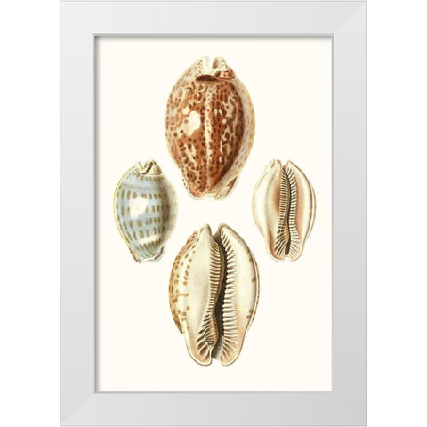 Lamarck Shells III White Modern Wood Framed Art Print by Lamarck