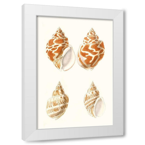 Lamarck Shells IV White Modern Wood Framed Art Print by Lamarck