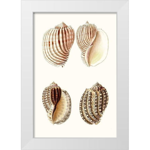 Lamarck Shells V White Modern Wood Framed Art Print by Lamarck