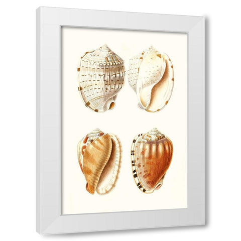 Lamarck Shells VII White Modern Wood Framed Art Print by Lamarck