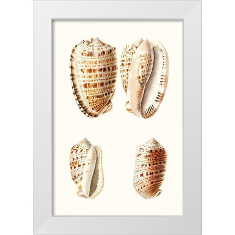 Lamarck Shells VIII White Modern Wood Framed Art Print by Lamarck