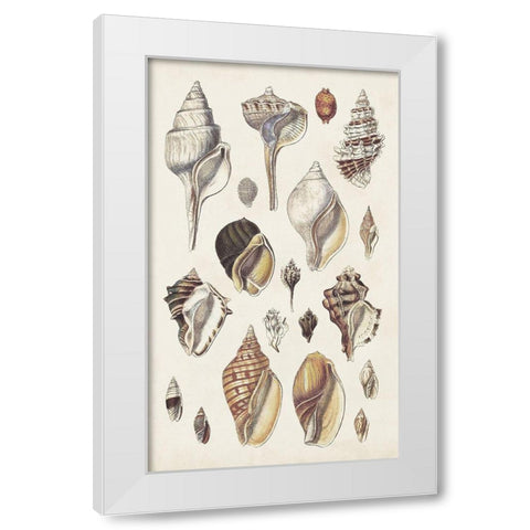 Seashell Array II White Modern Wood Framed Art Print by Sowerby, G.B.