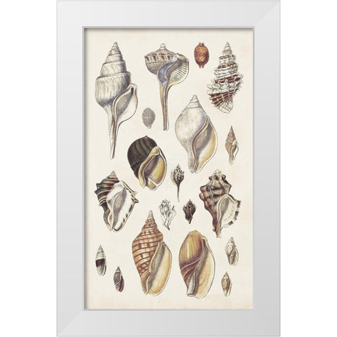 Seashell Array II White Modern Wood Framed Art Print by Sowerby, G.B.