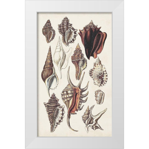 Seashell Array III White Modern Wood Framed Art Print by Sowerby, G.B.