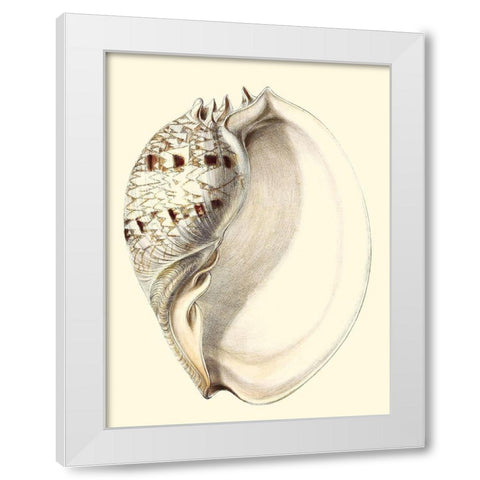 Splendid Shells I White Modern Wood Framed Art Print by Vision Studio