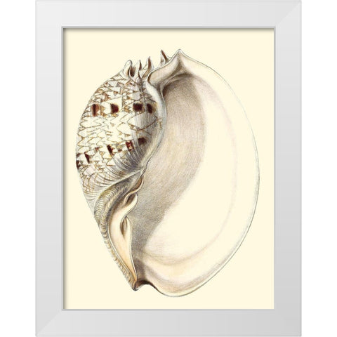 Splendid Shells I White Modern Wood Framed Art Print by Vision Studio