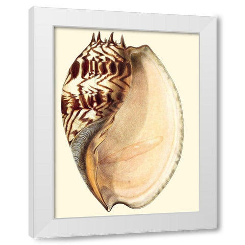 Splendid Shells II White Modern Wood Framed Art Print by Vision Studio