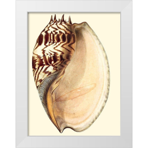 Splendid Shells II White Modern Wood Framed Art Print by Vision Studio