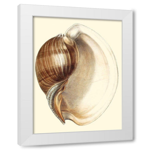 Splendid Shells III White Modern Wood Framed Art Print by Vision Studio