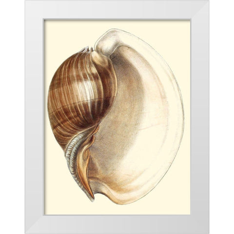 Splendid Shells III White Modern Wood Framed Art Print by Vision Studio