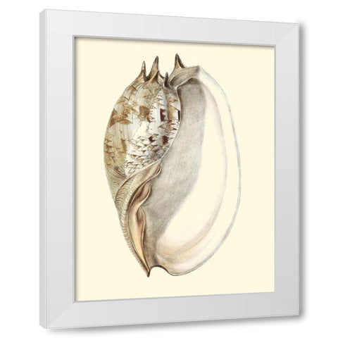 Splendid Shells IV White Modern Wood Framed Art Print by Vision Studio