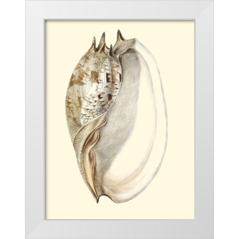 Splendid Shells IV White Modern Wood Framed Art Print by Vision Studio