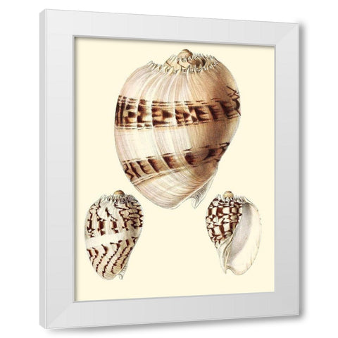 Splendid Shells V White Modern Wood Framed Art Print by Vision Studio