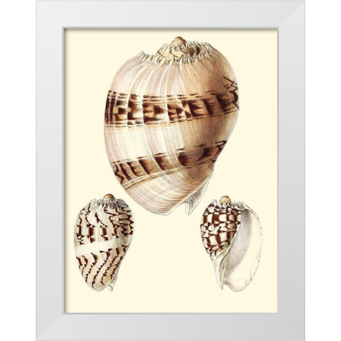 Splendid Shells V White Modern Wood Framed Art Print by Vision Studio