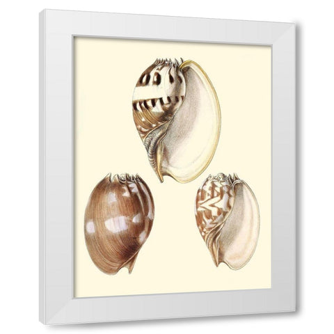 Splendid Shells VI White Modern Wood Framed Art Print by Vision Studio