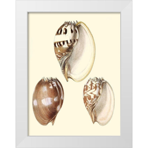 Splendid Shells VI White Modern Wood Framed Art Print by Vision Studio