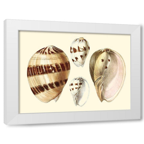 Splendid Shells VII White Modern Wood Framed Art Print by Vision Studio