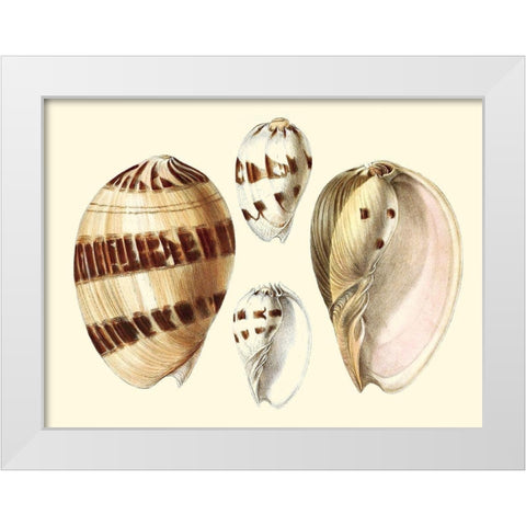 Splendid Shells VII White Modern Wood Framed Art Print by Vision Studio