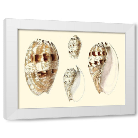 Splendid Shells VIII White Modern Wood Framed Art Print by Vision Studio