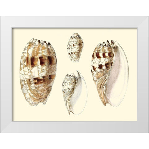 Splendid Shells VIII White Modern Wood Framed Art Print by Vision Studio