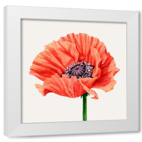 Magnified Poppy I White Modern Wood Framed Art Print by Popp, Grace