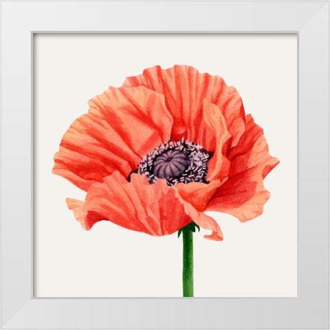 Magnified Poppy I White Modern Wood Framed Art Print by Popp, Grace