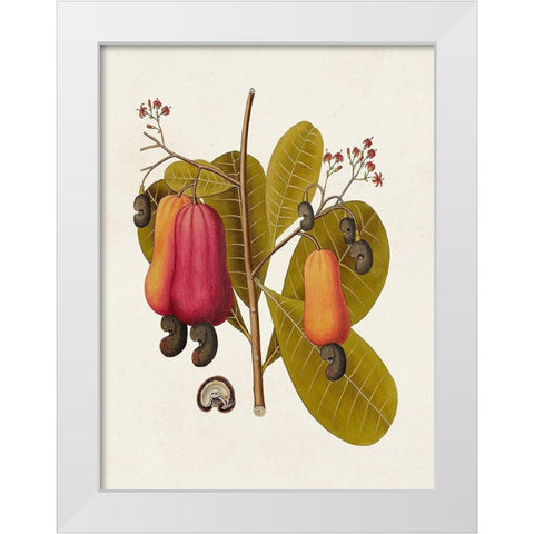 Exotic Botanicals I White Modern Wood Framed Art Print by Unknown