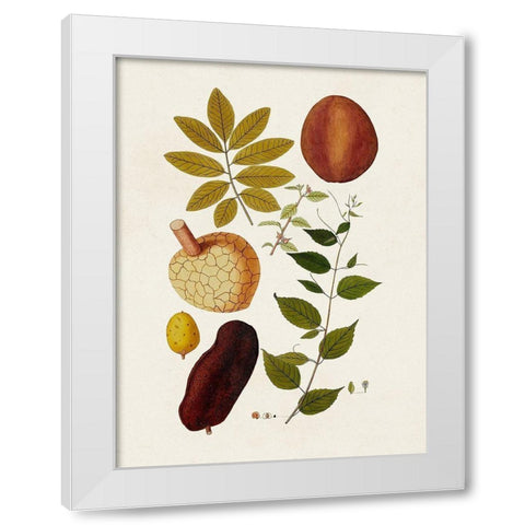 Exotic Botanicals III White Modern Wood Framed Art Print by Unknown