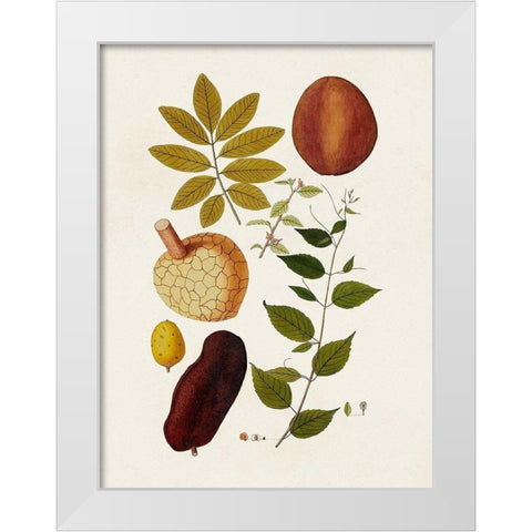 Exotic Botanicals III White Modern Wood Framed Art Print by Unknown