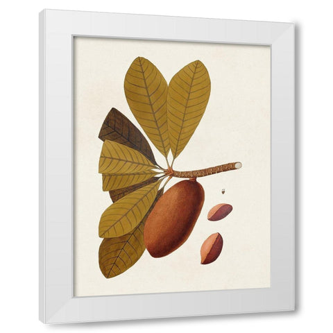 Exotic Botanicals IV White Modern Wood Framed Art Print by Unknown