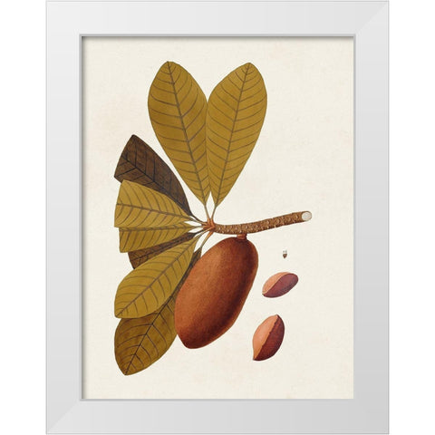 Exotic Botanicals IV White Modern Wood Framed Art Print by Unknown