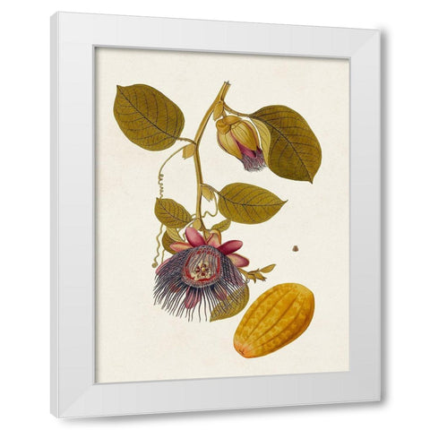 Exotic Botanicals V White Modern Wood Framed Art Print by Unknown