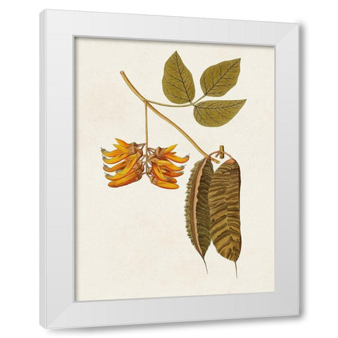 Exotic Botanicals VI White Modern Wood Framed Art Print by Unknown