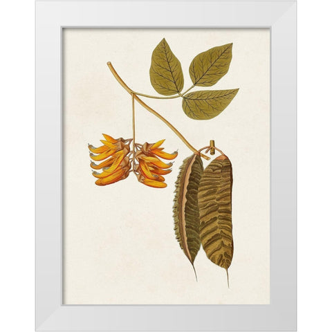 Exotic Botanicals VI White Modern Wood Framed Art Print by Unknown