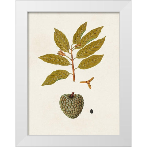 Exotic Botanicals VII White Modern Wood Framed Art Print by Unknown