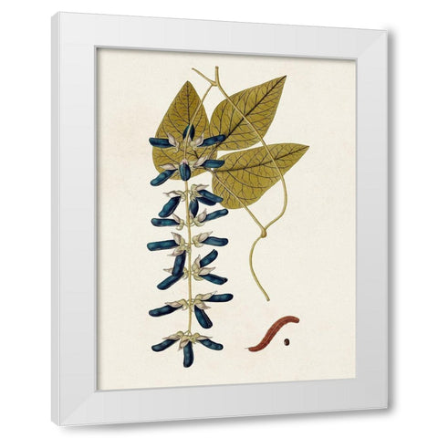 Exotic Botanicals VIII White Modern Wood Framed Art Print by Unknown