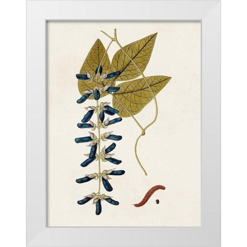 Exotic Botanicals VIII White Modern Wood Framed Art Print by Unknown