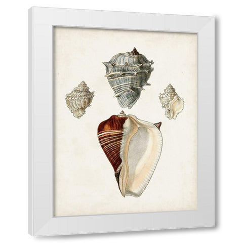 Sowerby Shells II White Modern Wood Framed Art Print by Sowerby, James