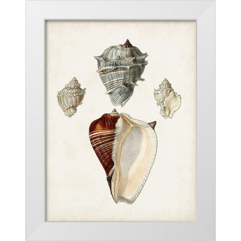 Sowerby Shells II White Modern Wood Framed Art Print by Sowerby, James