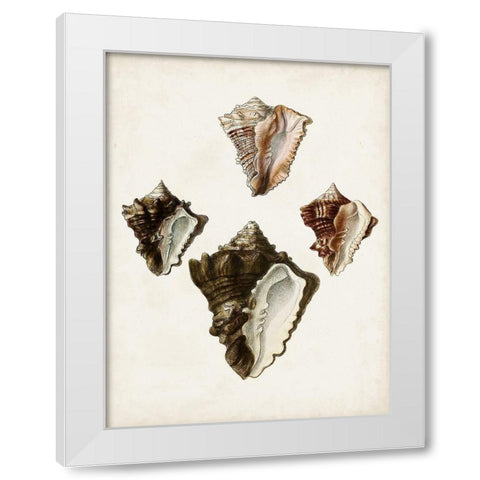 Sowerby Shells III White Modern Wood Framed Art Print by Sowerby, James