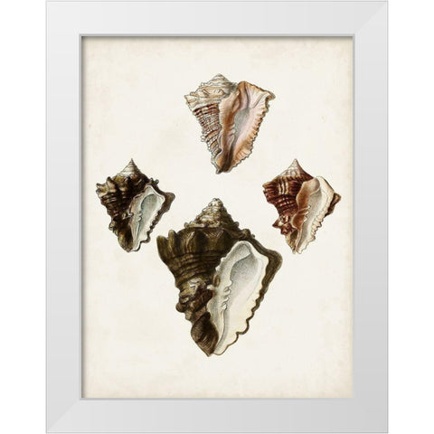 Sowerby Shells III White Modern Wood Framed Art Print by Sowerby, James